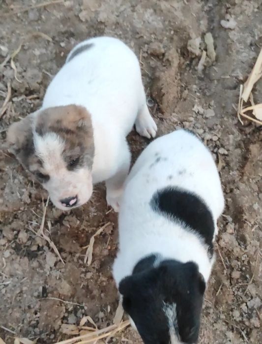 Продаже щенки тяжи