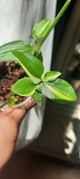 Продам комнатные цветы