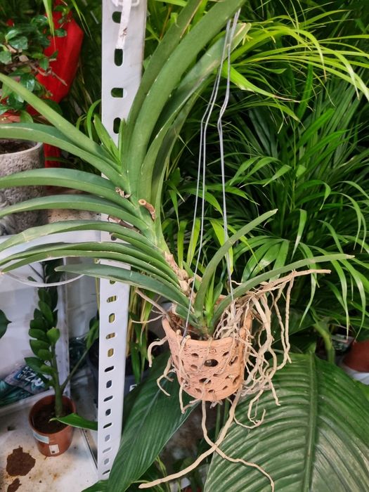 Ванда. Орхидея. Орхидея Ванда.