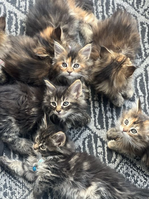 мейн кун sotiladi