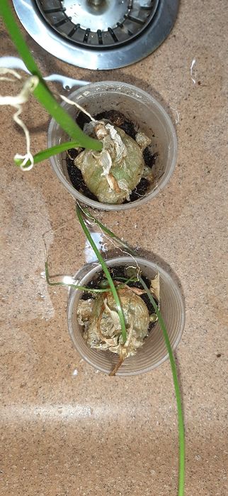 Индийский лук детки