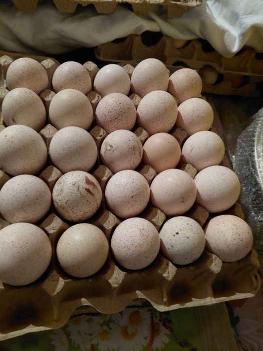 Инкубационные Индюшиные яйца