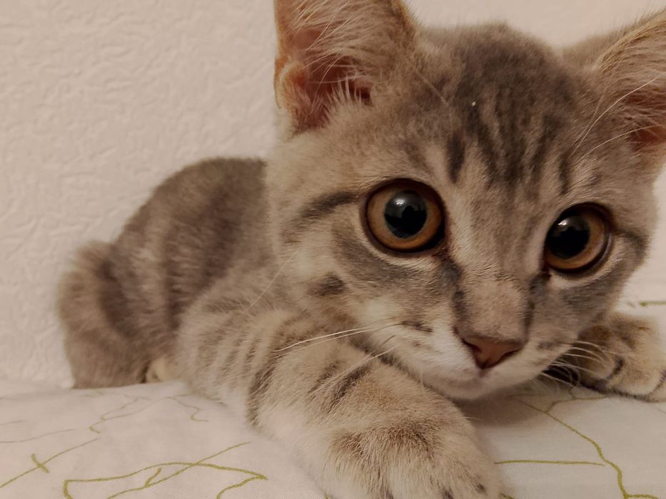 Отдам мальчика кота скоттиш, шотландец прямоухий в добрые руки