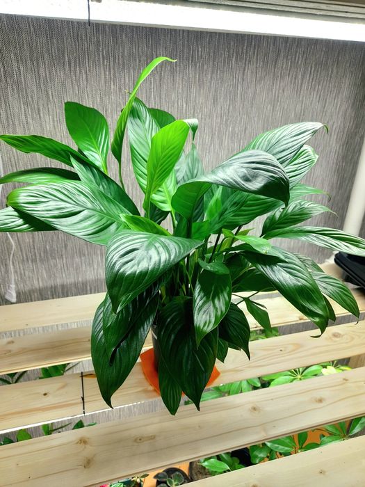 Продам Спатифиллум Блэк