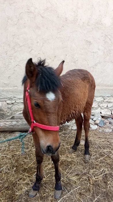 Продам лошадь 1 год а