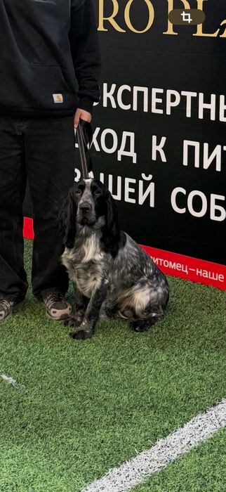 Русский охотничий спаниель на вязку
