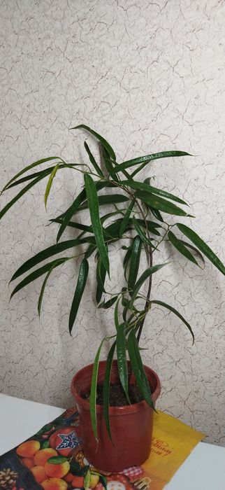 Фикус Лирата Белизе Али  Лирата бамбино