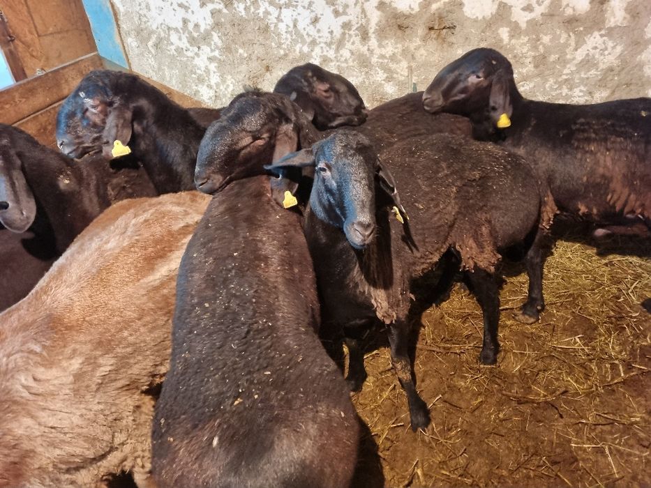 Қошқар сатылады 1 жасарлар.