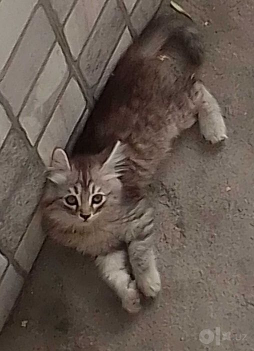 отдаётся в добрые руки