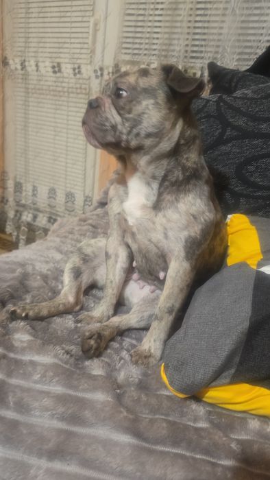 Продавам Френски Булдок