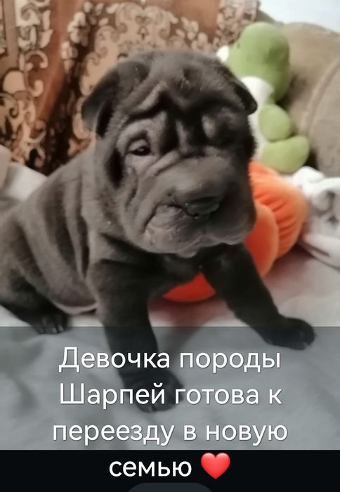 Девочка породы Шарпей