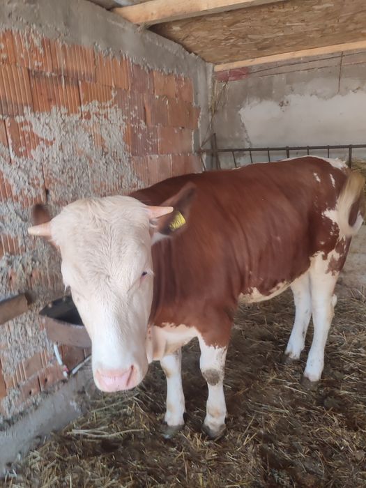 Vând 2 viței bălțați