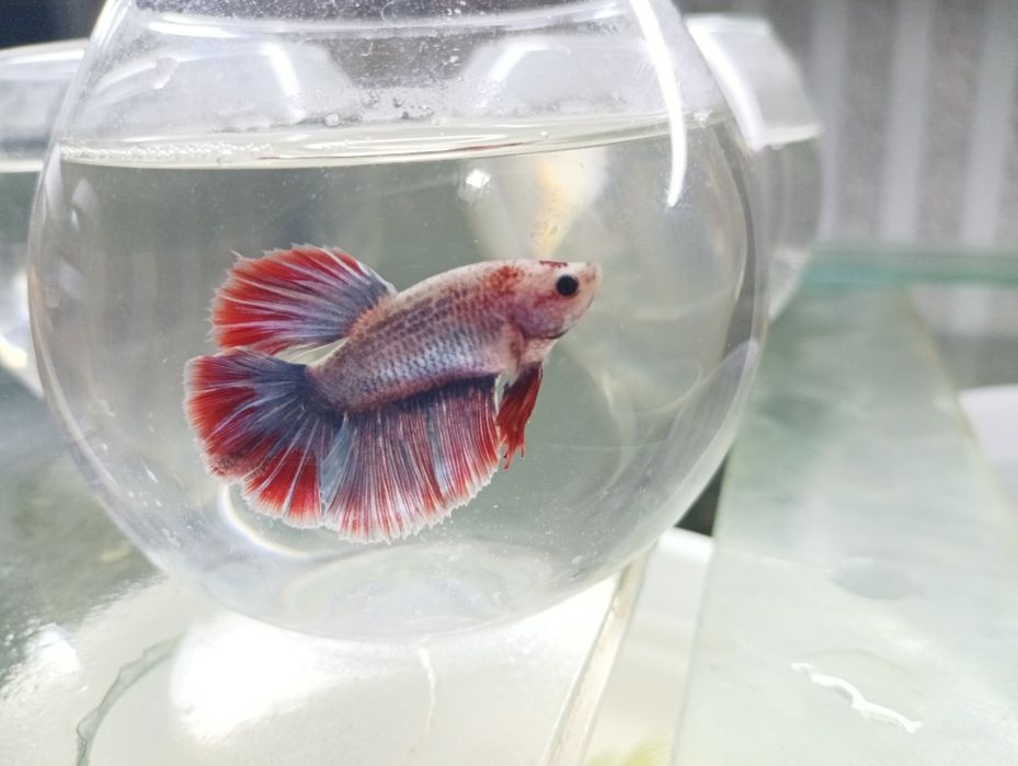 Петушок балик самец