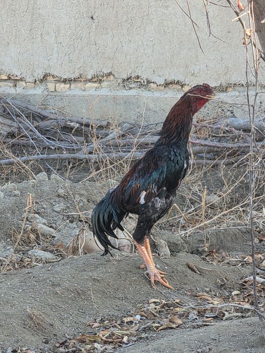 Дакан хуроз сотилади