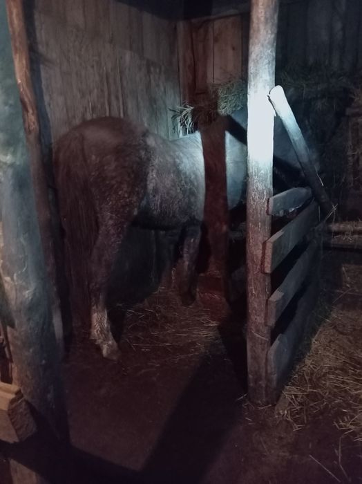 Продам тая с откорма