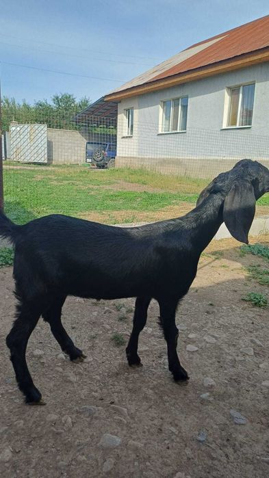 Продам козочку камори