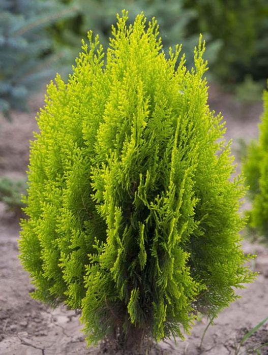 Туи-можжевельники