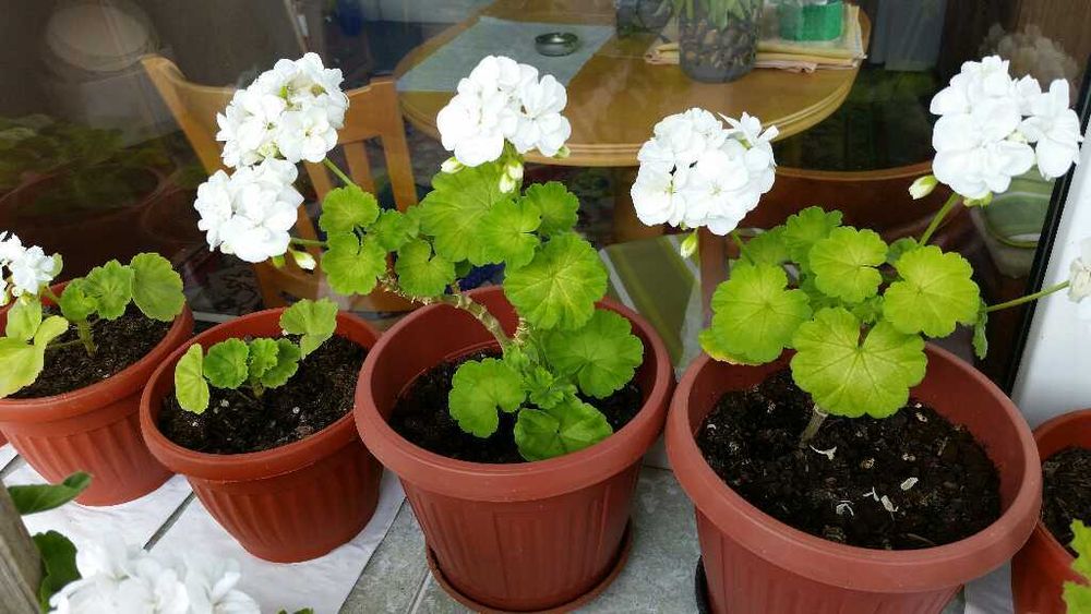 Индрише, красиво, ароматно!