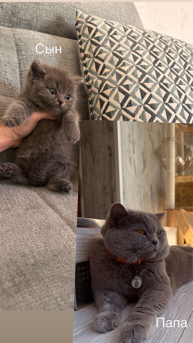 Котенок Британец