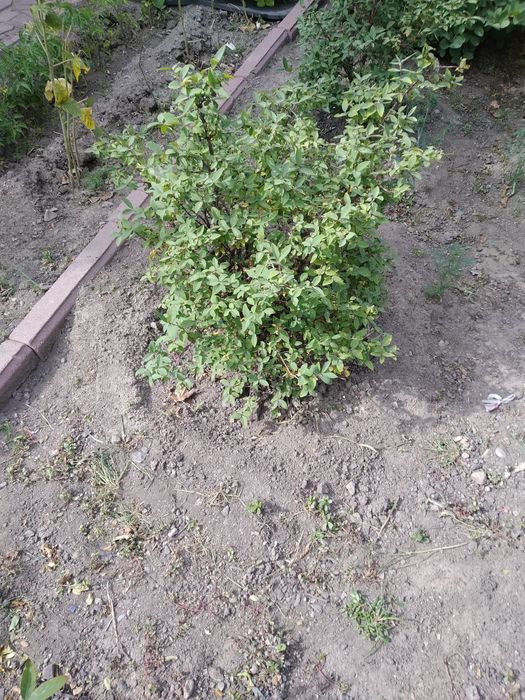 Крыжовник без колючек,жимолость