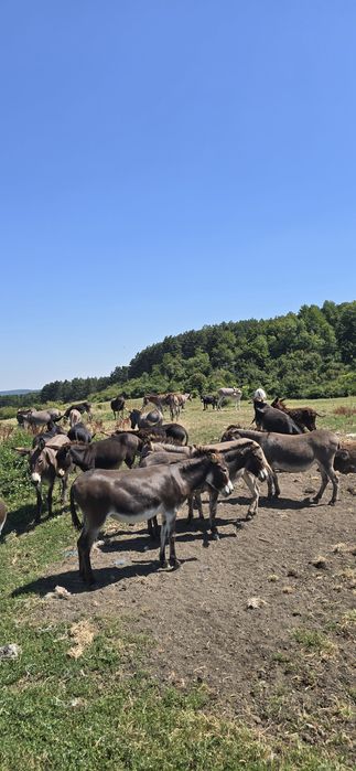 Magarite de vanzare cu pui si gestante