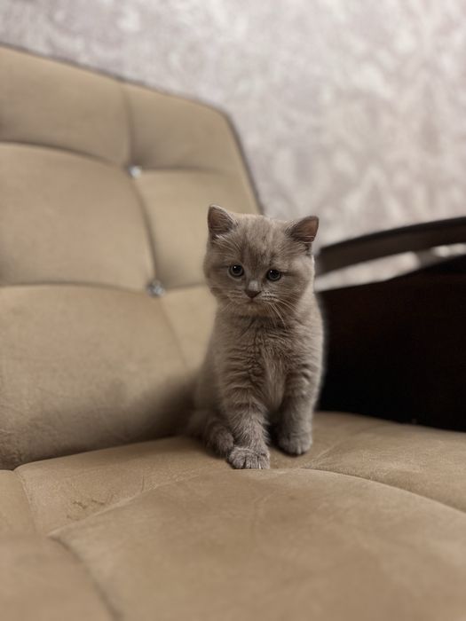 Скоттиш-страйт девочка голубого окраса