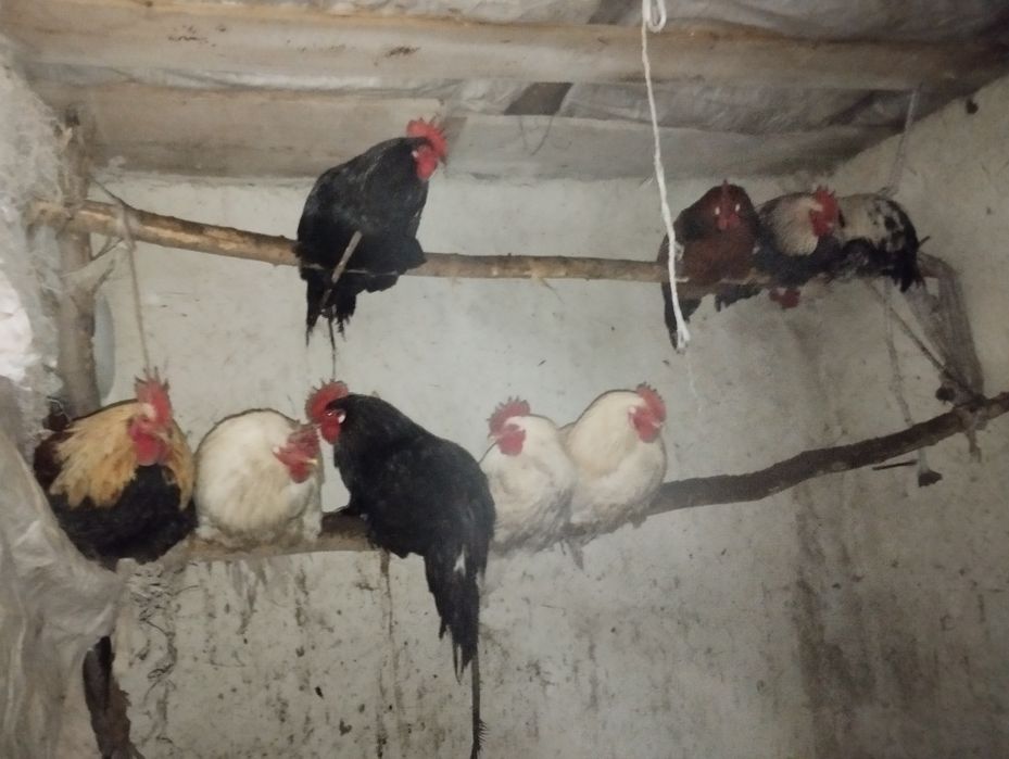 Жас былтырғы балапан