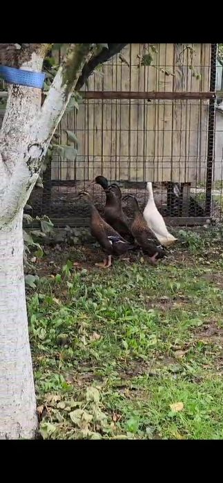 Vând rațe Alergătoare Indiene