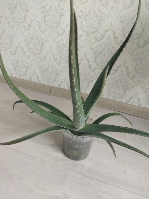 Продам срочно алоэ вера