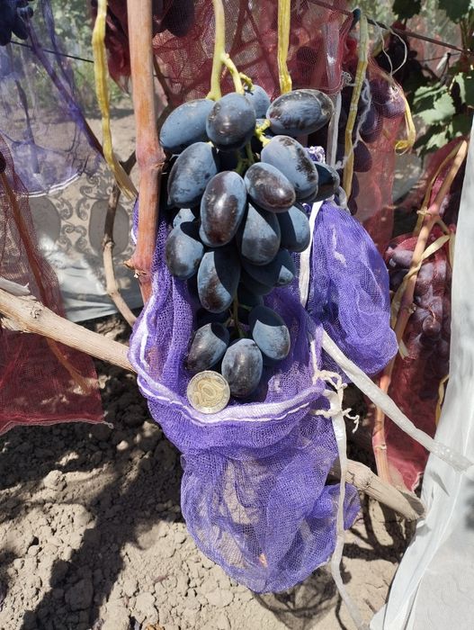 Саженцы, черенки винограда