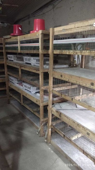 BROYLER JO'JA boqish uchun Kletka