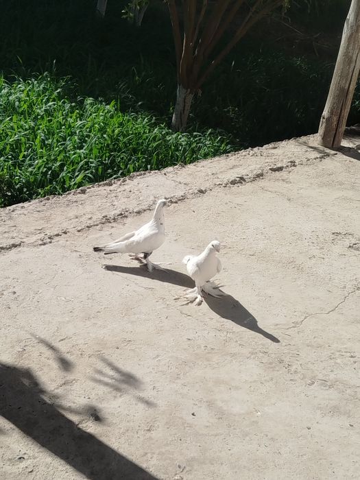 Кабутарлар сотилади жуфлик