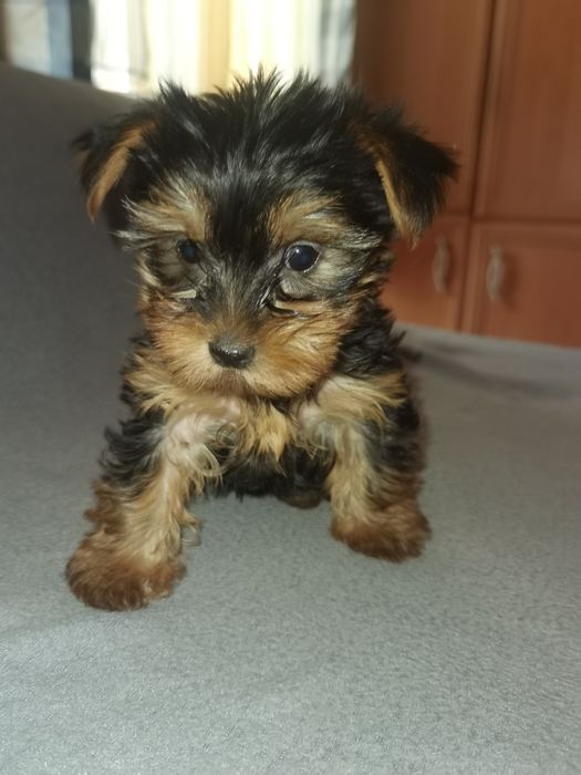 Yorkshire Terrier mini fetita