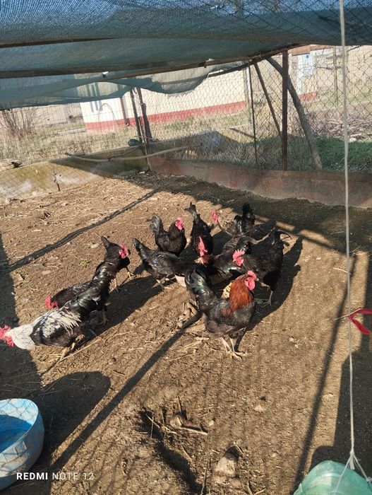 Andijon qora tuxum va xoʻrozlari bor