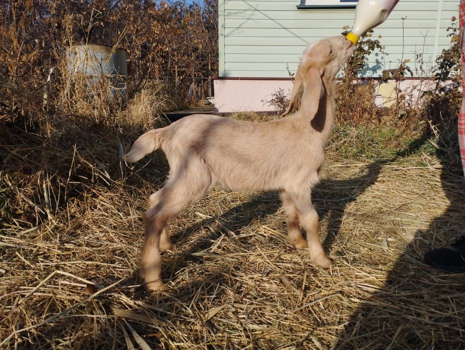 Козлята англо-нубийской породы