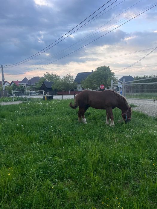 Mânz de 1si 9 luni
