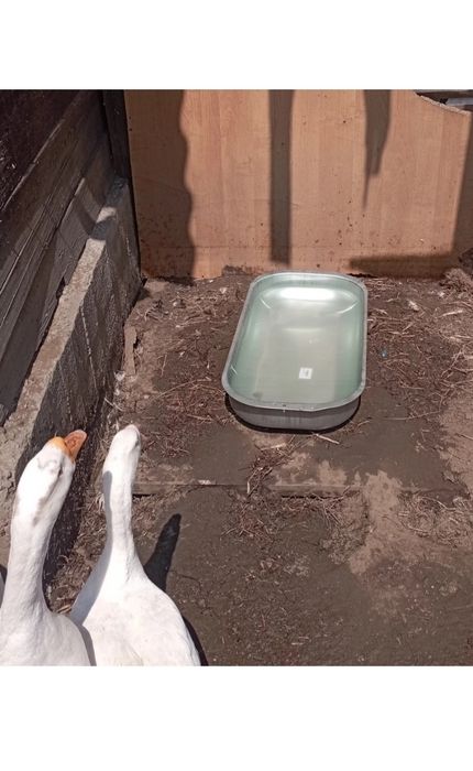 Оцинкованное корыто