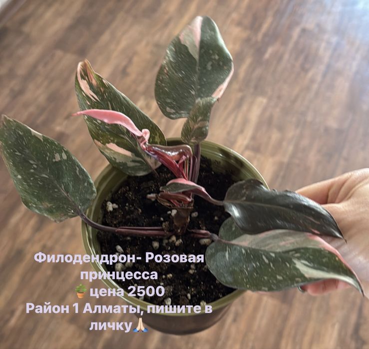 Продам комнатные цветы ,