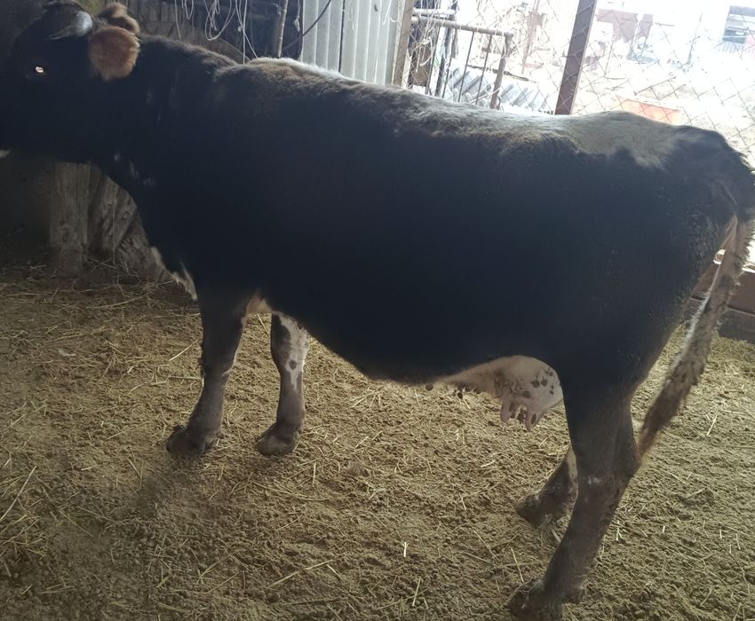 Крупно богатый скот.Корова