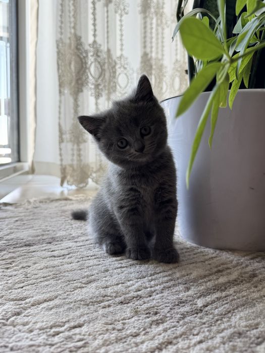 Продаются котята ( 1 мальчик, 1 девочка) скотиш сткайт, фолд