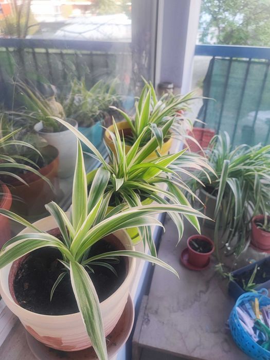 Продавам цветя Хлорофитум (зелена лилия)