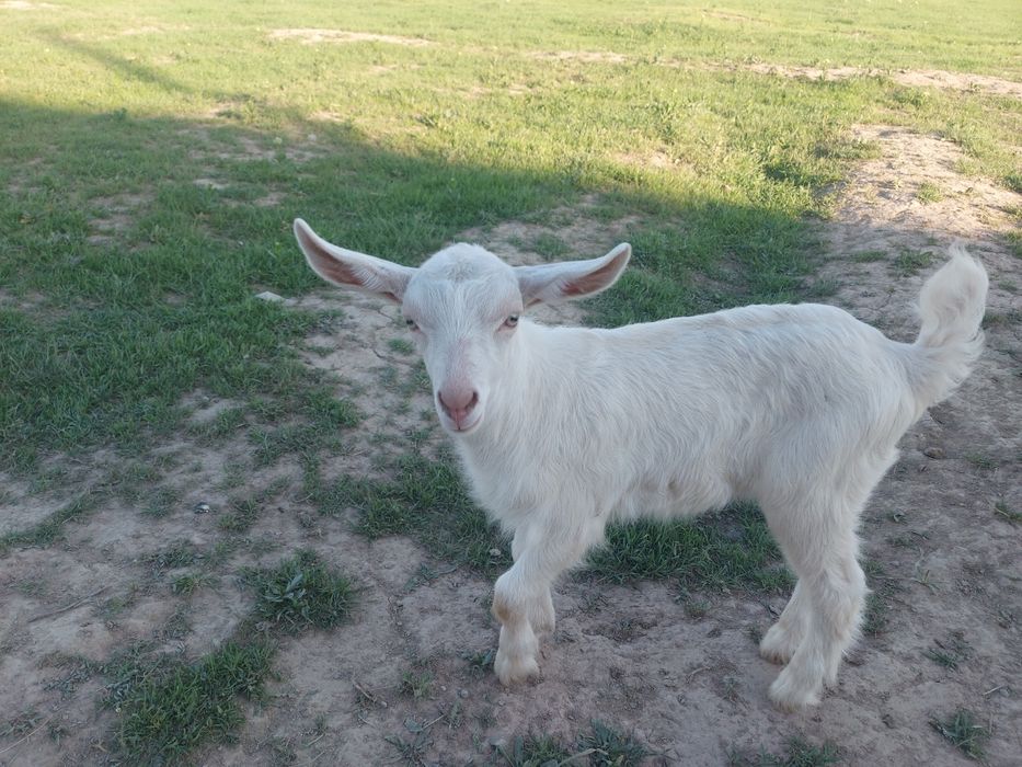 Лақтар продаётся 3