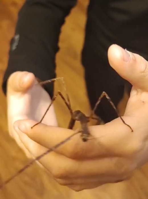 Анамската пръчка  или Annam walking stick - пръчици