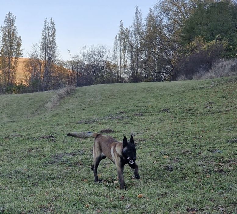 Vand mascul Malinois , ciobanesc belgian cu pedigree