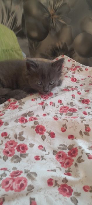 Отдам котят  в добрые руки