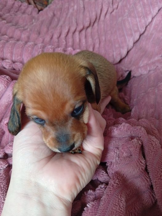 Бронь щенят таксы