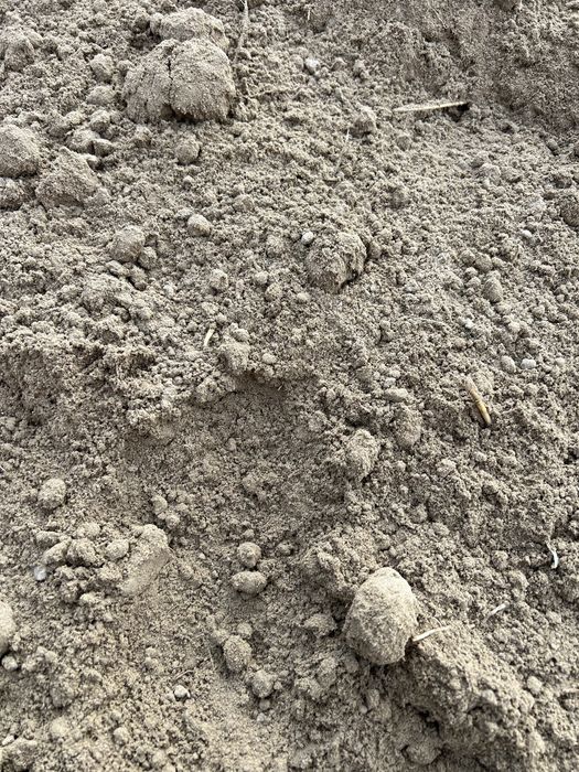 Pamnat nisipos pentru gazon ( țâfă )