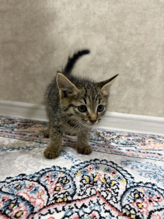 3 милых котика, хотят в добрые руки