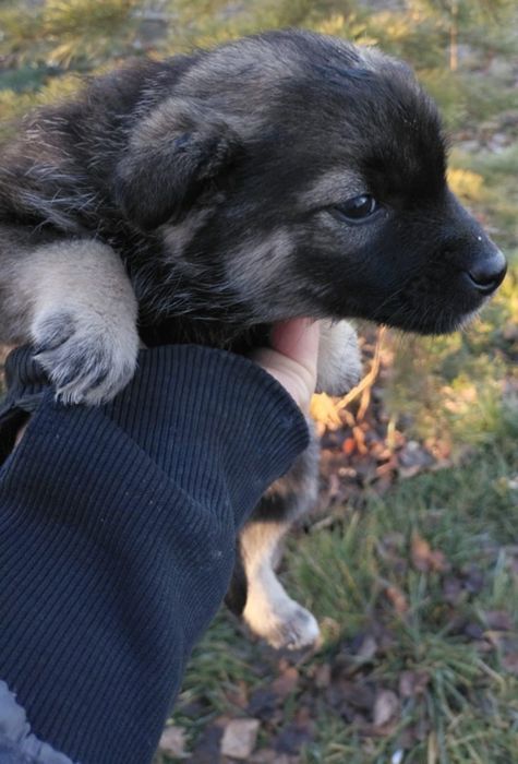 Щенки ищут дом! В хорошие руки!