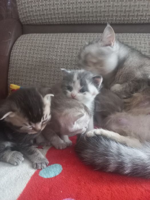 Кошечка скотиш страйт